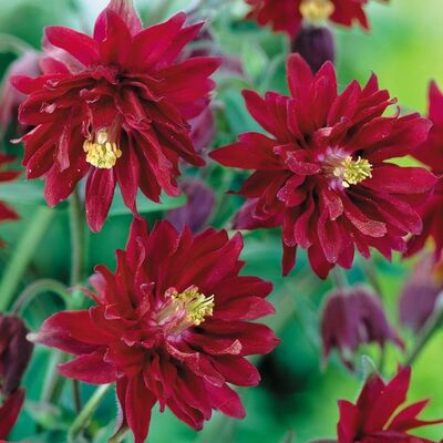 Луковицы Аквилегия обыкновенная Бордо Барлоу