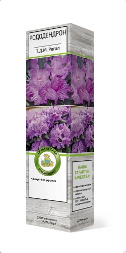Саженцы Рододендрон П. Д. М. Регал
