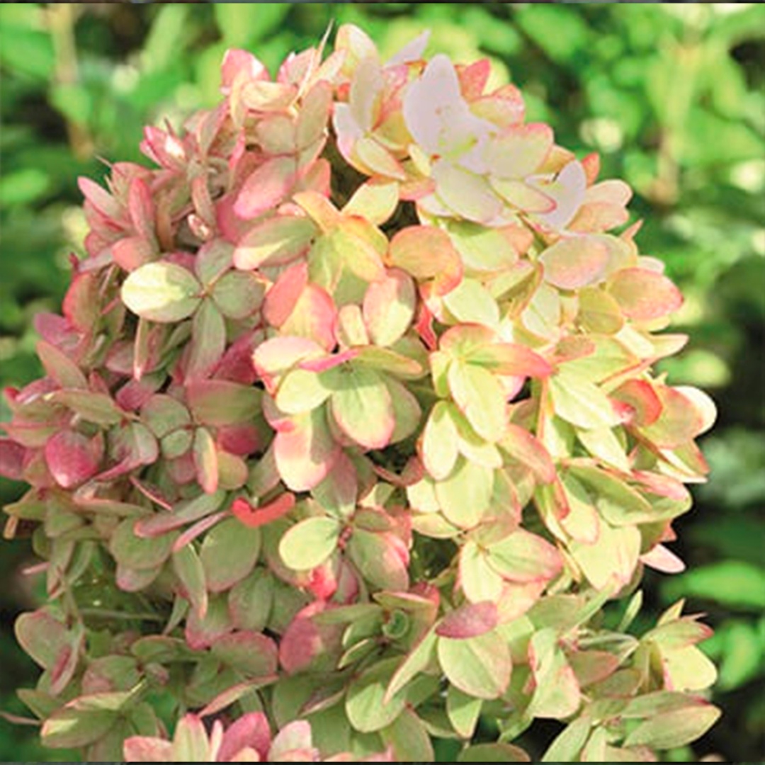 Саженцы Гортензия метельчатая Грин Лайт/ЦКорЛюкс