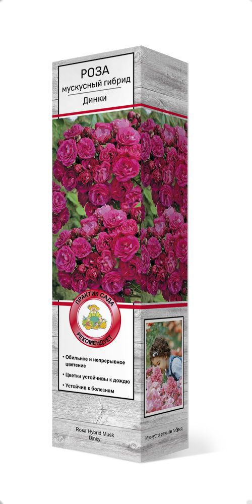 Саженцы Роза мускусные гибриды Динки ЦКор