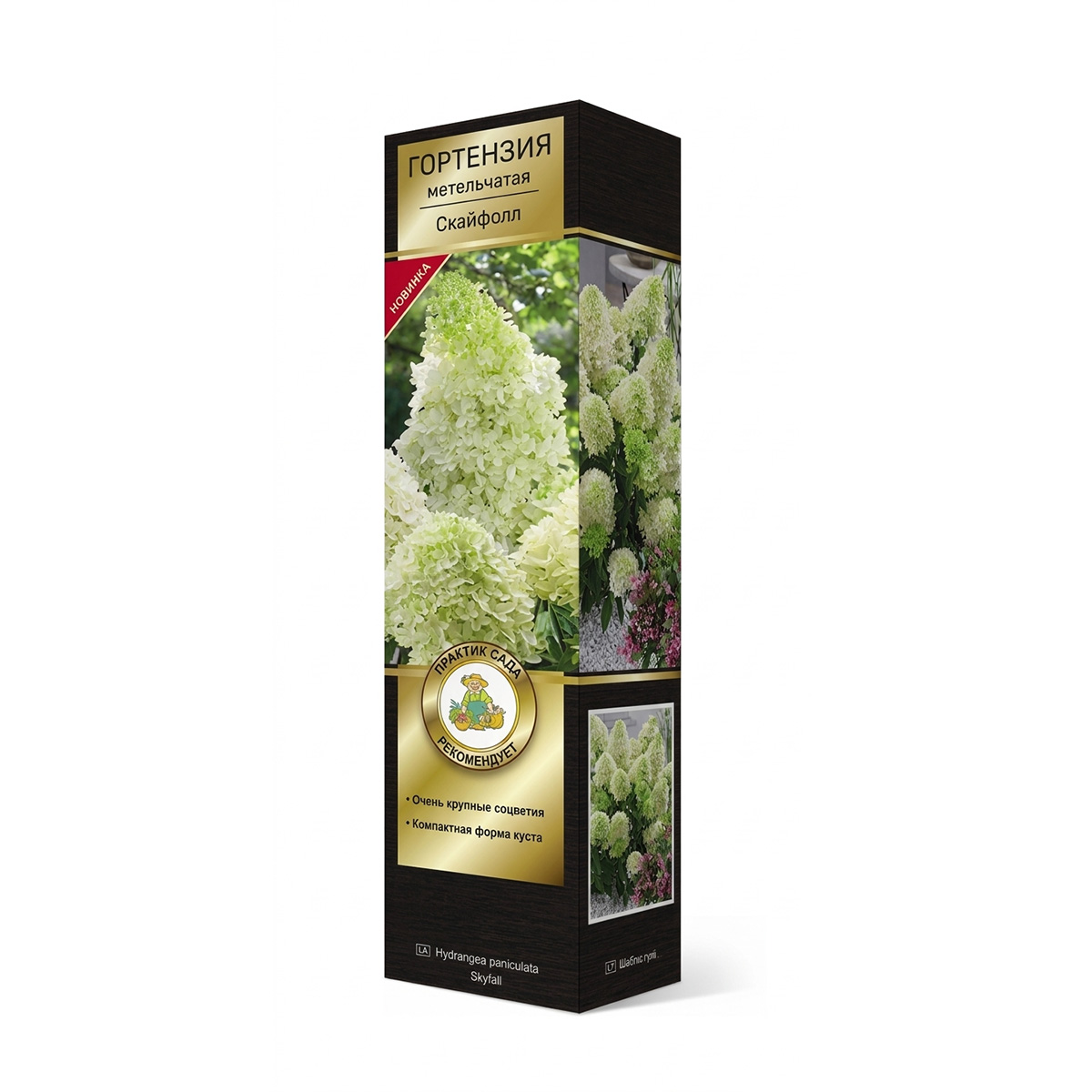 Саженцы Гортензия метельчатая Люкс Скайфолл ЦКор