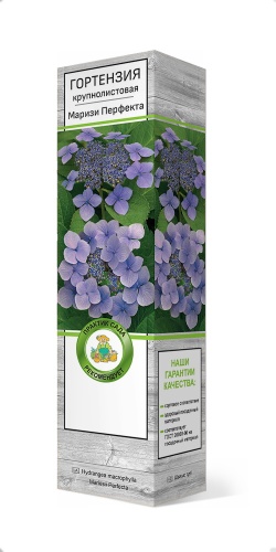 Саженцы Гортензия крупнолистовая Маризи Перфекта
