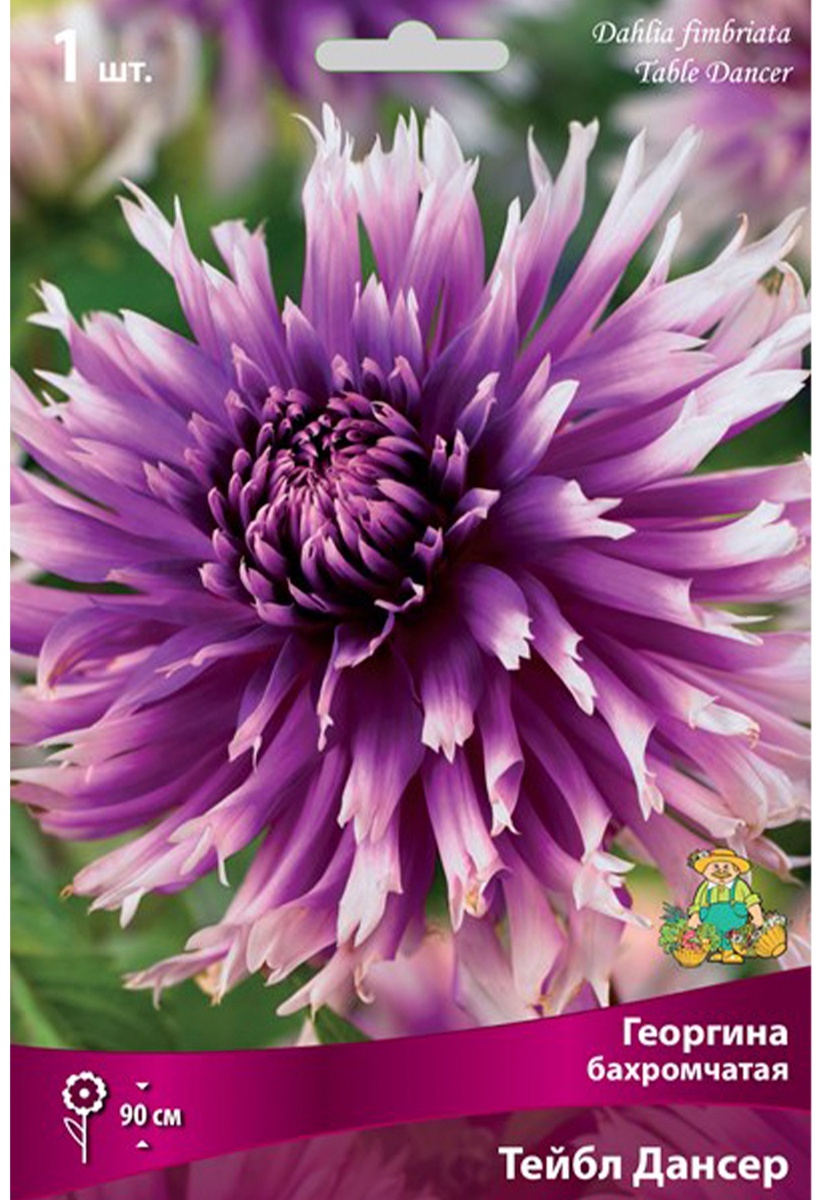Луковицы Георгина бахромчатая Тейбл Дансер I/К