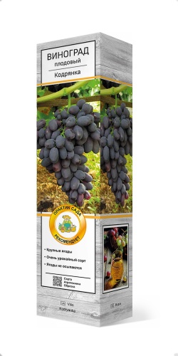 Саженцы Виноград плодовый Кодрянка ЦКор