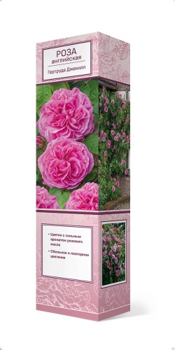 Саженцы Роза английская парковая Гертруда Джекилл ЦКор