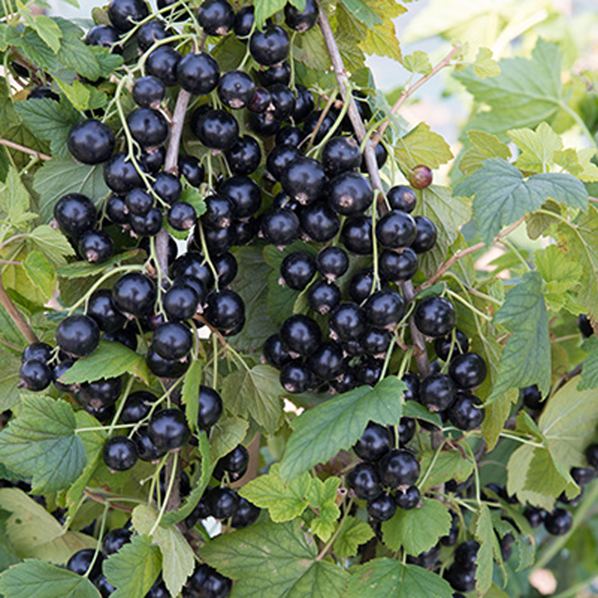 Саженцы Смородина черная традиционные сорта Багира/ЦКор