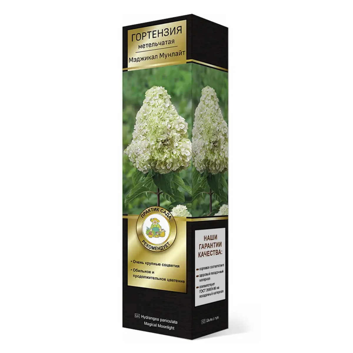 Саженцы Гортензия метельчатая Люкс Мэджикал Мунлайт ЦКор
