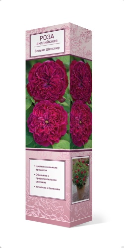Саженцы Роза английская парковая Вильям Шекспир ЦКор