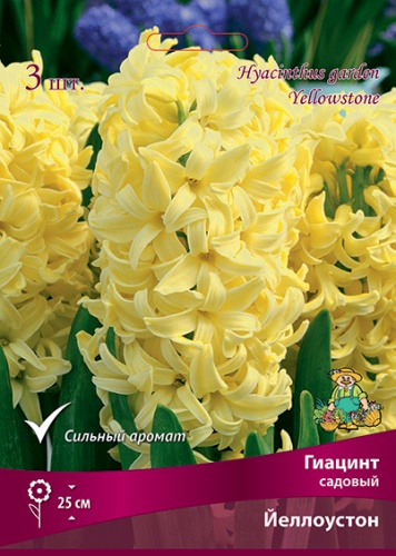 Луковицы Гиацинт Садовый Йеллоустон 14-15/К 3шт