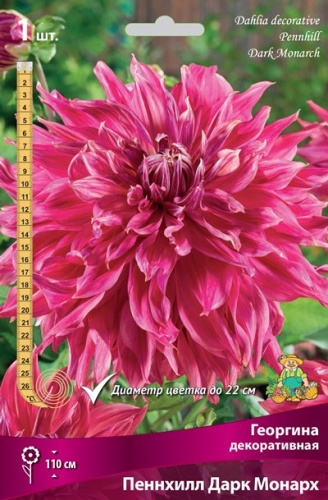 Луковичные Георгина декоративная  Пеннхилл Дарк Монарх