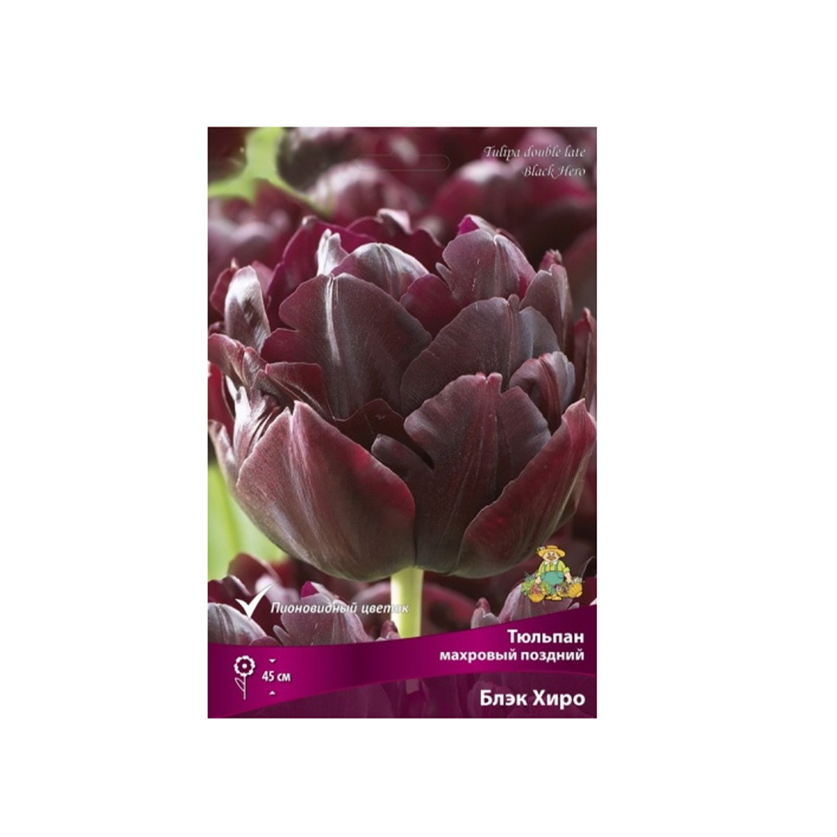 Луковицы Тюльпан махровый поздний Блэк Хиро 11-12/К 7шт