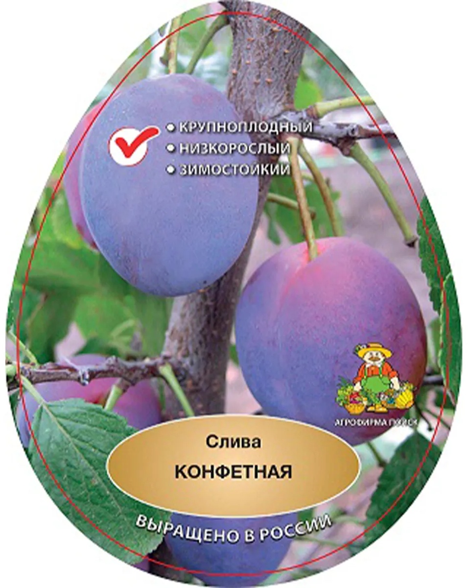 Саженцы Слива Конфетная/С