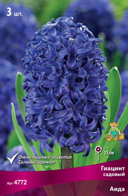 Луковицы Гиацинт Садовый Аида 14-15/К 3шт