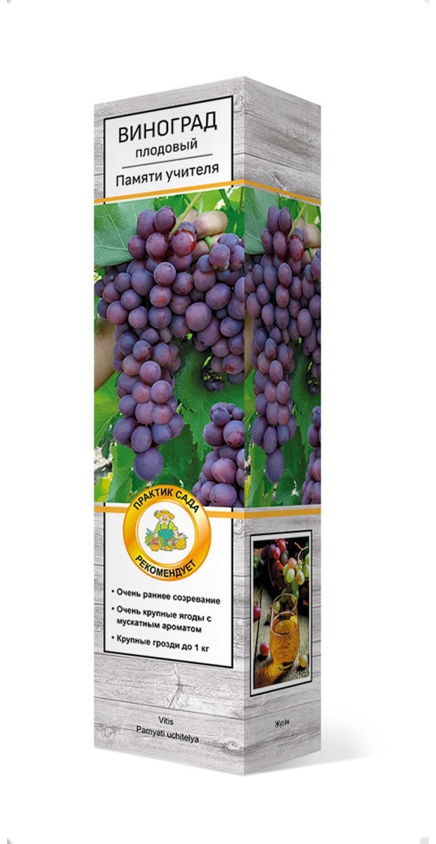 Саженцы Виноград плодовый Памяти учителя/ЦКор