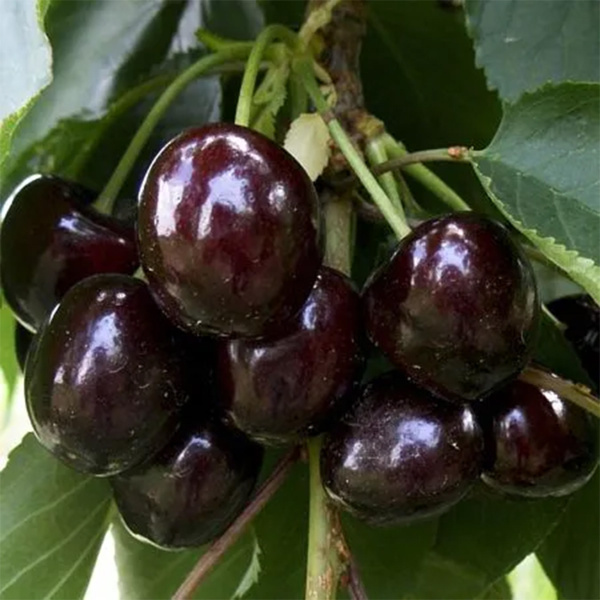 Саженцы Черешня Ипуть/С