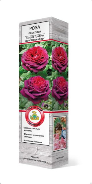 Саженцы Роза парковая Астрид Графин Фон Харденберг ЦКор