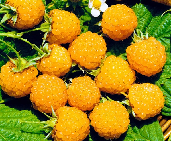 Саженцы Малина перспективные сорта Желтый гигант/ЦКорЛюкс 1 шт.