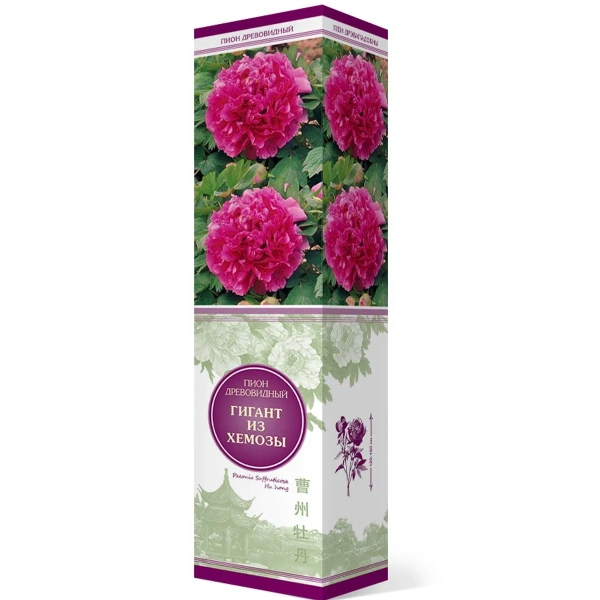 Саженцы Пион древовидный Гигант из Хемозы/ЦКор