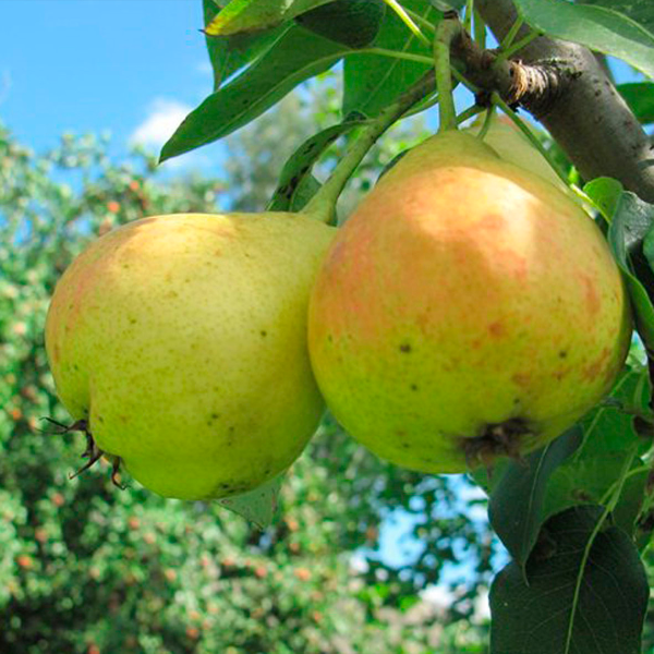 Саженцы Груша Детская/С