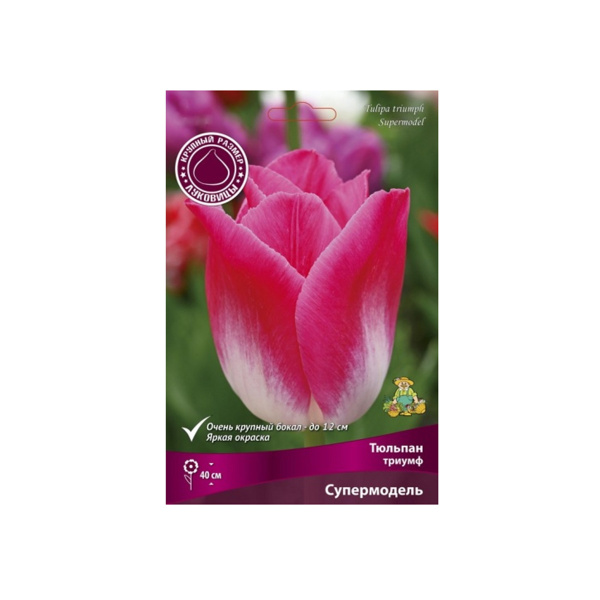 Луковицы Тюльпан триумф Супермодель 12+/К 5шт