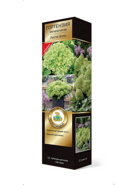 Саженцы Гортензия метельчатая (Серия Патио, высота кустарника 50-100 см) Люкс Литтл Эппл ЦКор