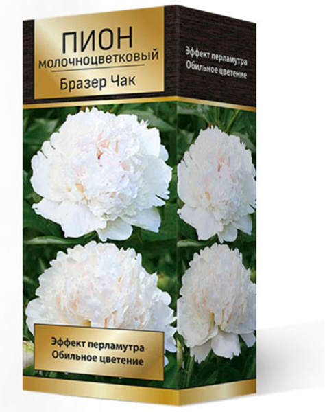 Саженцы Пион молочноцветковый Бразер Чак* 2-3/К
