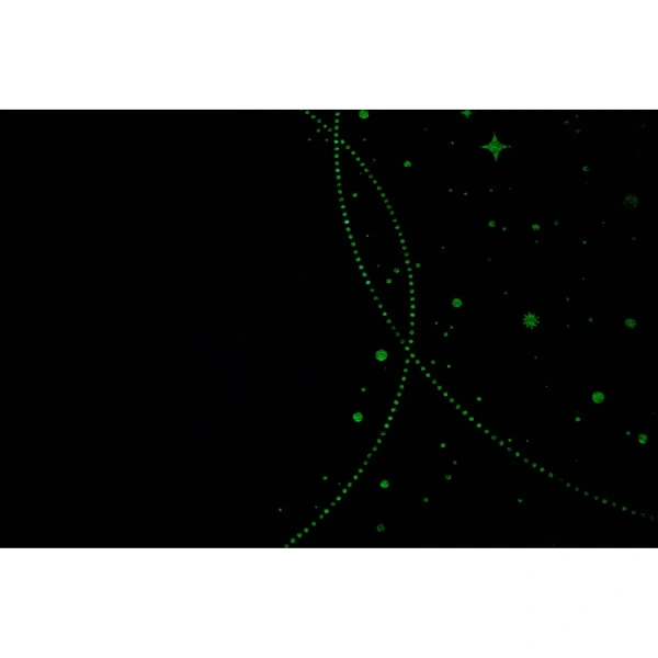 Обои Палитра 72367-44 (10,05*1,06)(8) винил горячего тиснения на флизелине