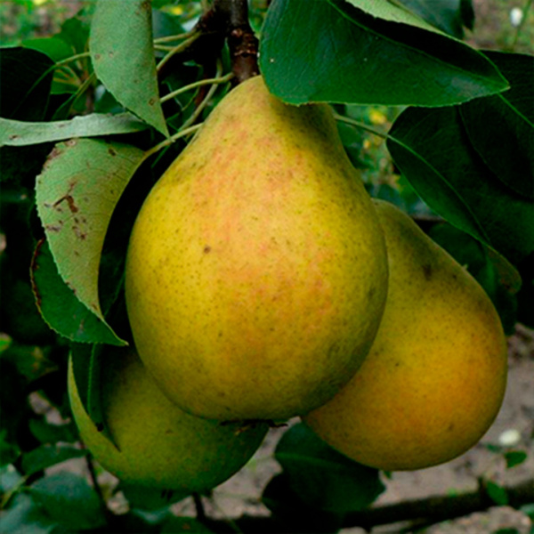 Саженцы Груша Красавица Черненко (Русская красавица)/С