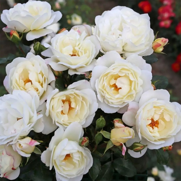 Саженцы Роза плетистая Вайс Вольке ЦКор