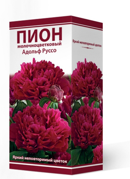 Саженцы Пион молочноцветковый Адольф Руссо 2-3/К