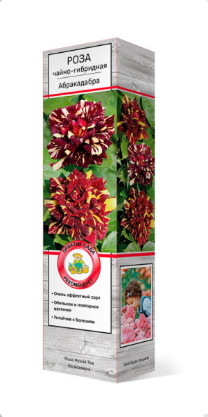 Саженцы Роза чайно-гибридная Абракадабра ЦКор
