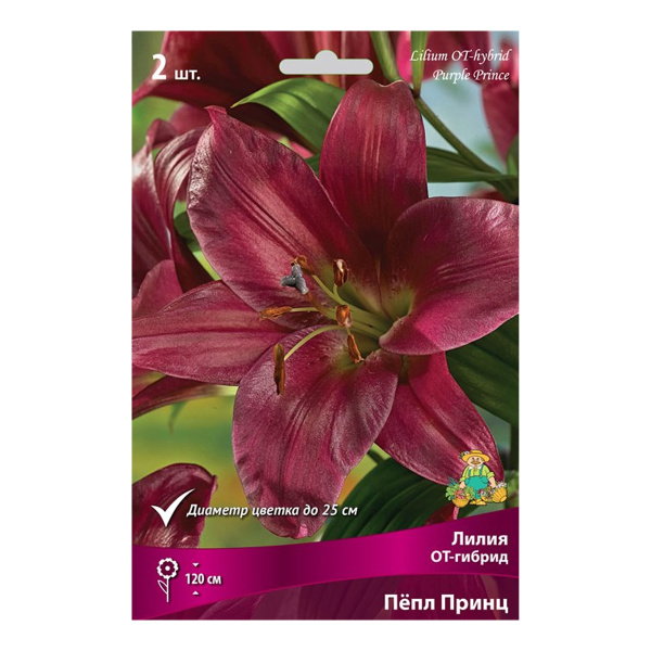 Луковицы Лилия ОТ-Гибрид Пёпл Принц 14-16/К 2шт
