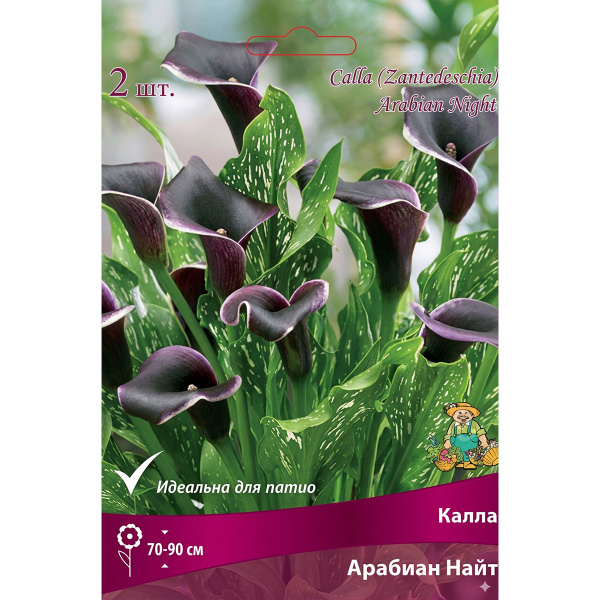 Луковичные Калла  Арабиан Найт
