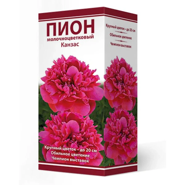 Саженцы Пион молочноцветковый Канзас 2-3/Кор