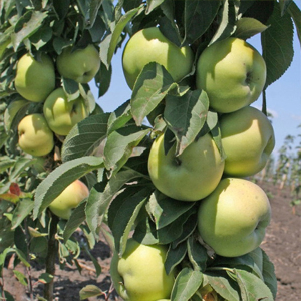 Саженцы Яблоня колонновидная Президент/подвой 54-118 полукарл/С