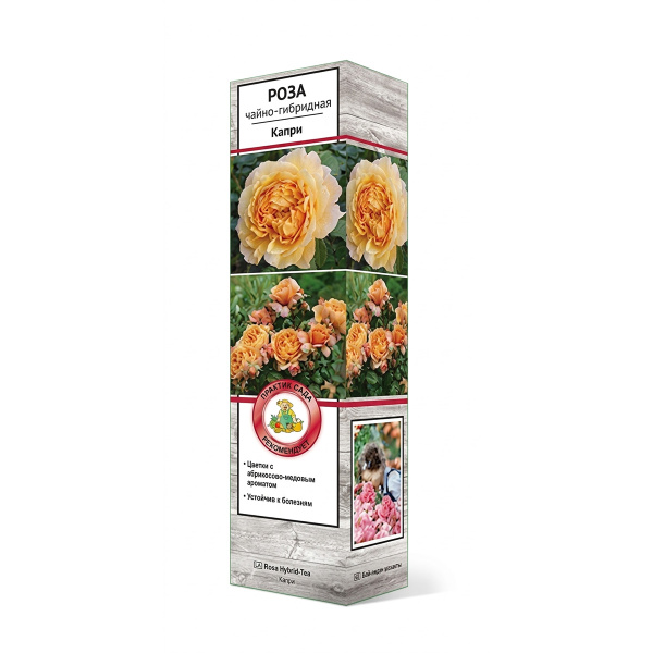 Саженцы Роза чайно-гибридная Капри ЦКор