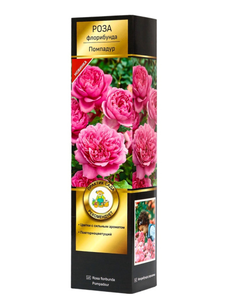 Саженцы Роза флорибунда Люкс Помпадур ЦКор