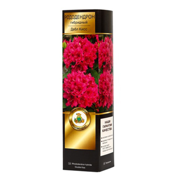 Саженцы Рододендрон гибридный Люкс Дабл Кисс