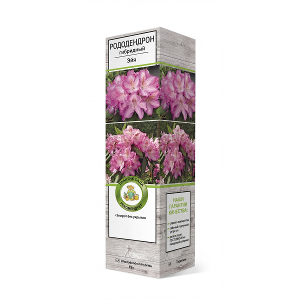 Саженцы Рододендрон гибридный Эйя