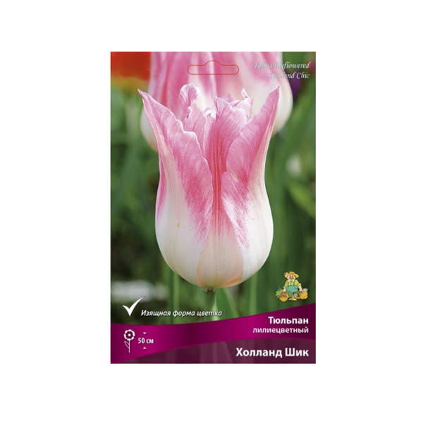 Луковицы Тюльпан лилиецветный Холланд Шик 11-12/К 7шт