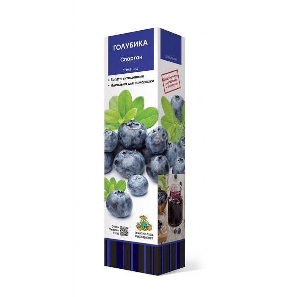 Саженцы Голубика высокорослая Спартан ЦКор