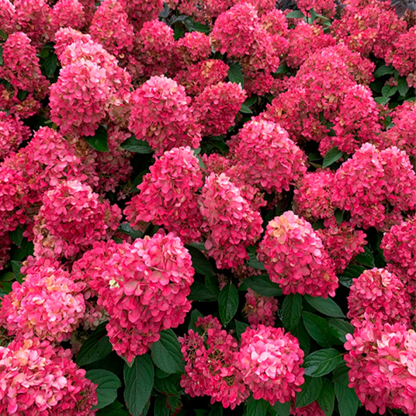 Саженцы Гортензия метельчатая Бонфайр/ЦКорЛюкс