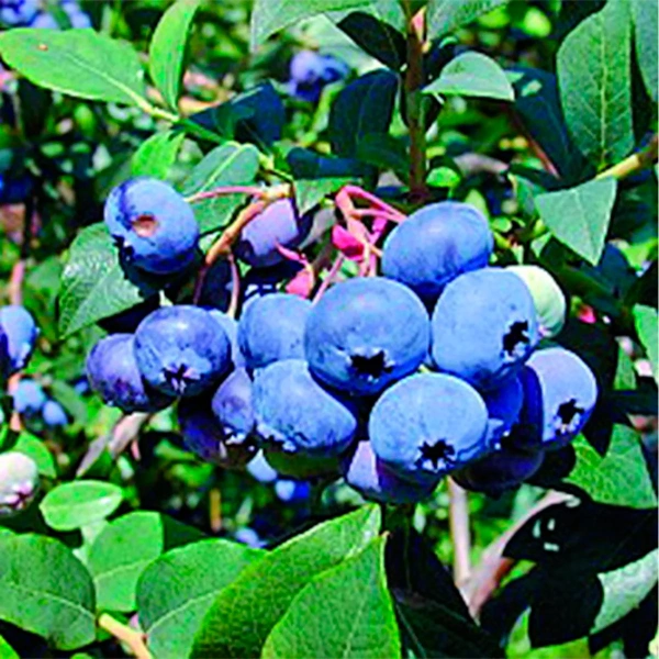 Саженцы Голубика высокорослая Блюджей/ЦКор