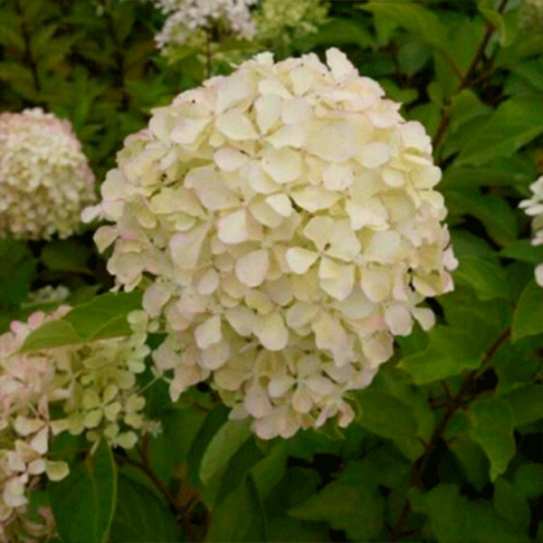 Саженцы Гортензия метельчатая Жемчужина фестиваля/ЦКорЛюкс