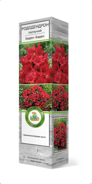 Саженцы Рододендрон ползучий Баден-Баден/ЦКор