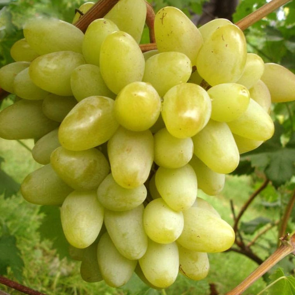 Саженцы Виноград плодовый Монарх ЦКор