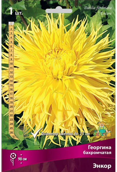 Луковицы Георгина бахромчатая Энкор I/К