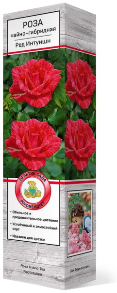 Саженцы Роза чайно-гибридная Ред Интуишн/ЦКор