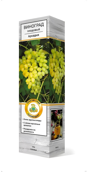 Саженцы Виноград плодовый Аркадия/ЦКор