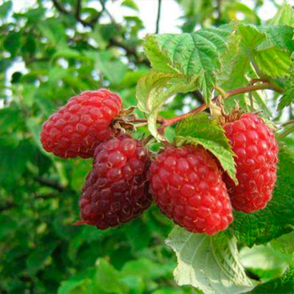 Саженцы Малина традиционные сорта Гусар/Капер